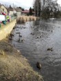 /album/dnesniho-krmeni-kachen-berusky-a-zirafy/img-20200130-100323-resized-20200130-110208463-jpg/